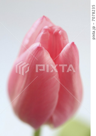 チューリップ 7078235