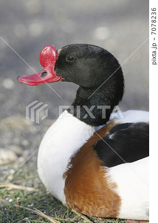 ツクシガモ 7078236