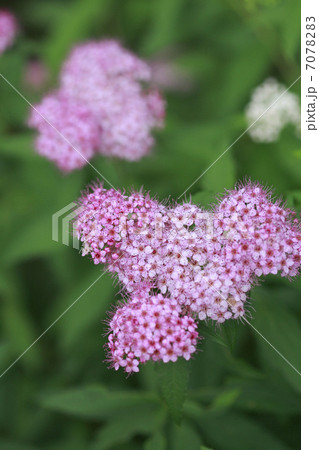 ピンクの花 7078283