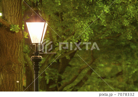 山下公園通りのガス燈とイチョウ並木 7078332