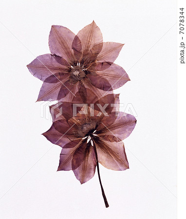 クレマチス 7078344