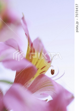 花ユリズイセン 7078437