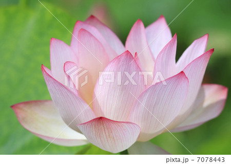 蓮 7078443