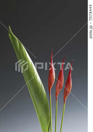 ヘリコニアプシッタコルム 7078444