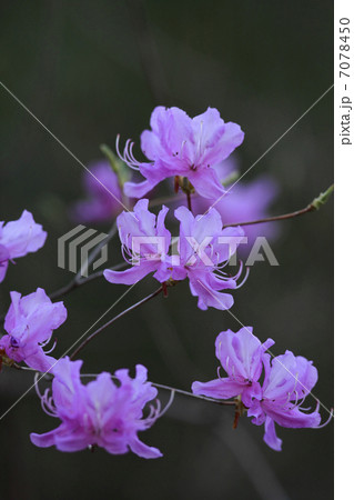 ピンクの花 ピンクの花 7078450