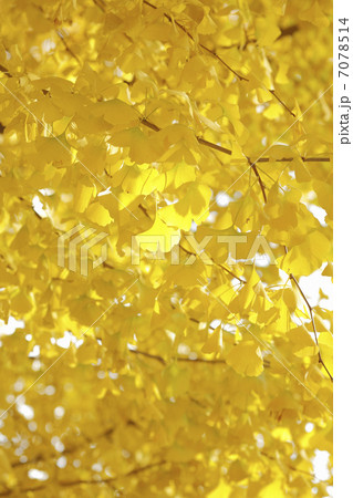 紅葉のイチョウ 紅葉のイチョウ 7078514