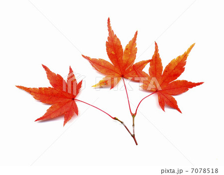 イロハモミジ紅葉 7078518