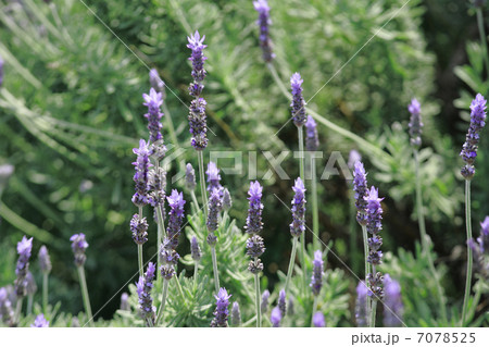 ラベンダー 7078525