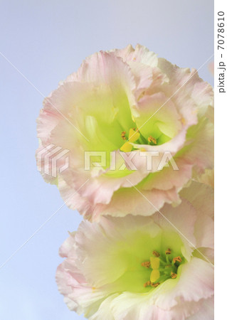 トルコギキョウ トルコギキョウ 7078610