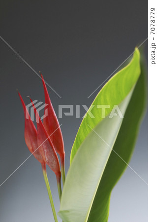 ヘリコニアプシッタコルム 7078779