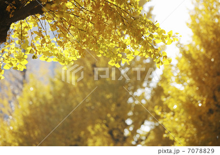 紅葉のイチョウ並木 7078829