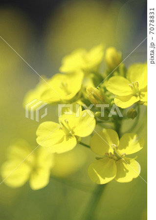 菜の花 菜の花 7078831