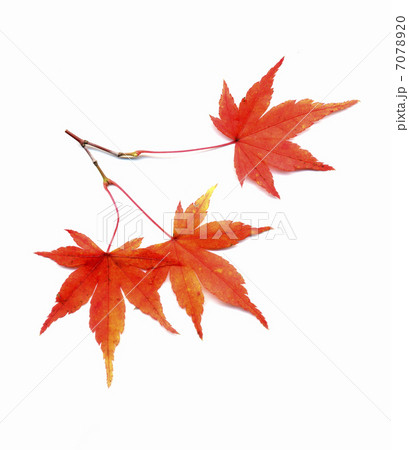 イロハモミジ紅葉 7078920