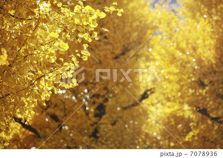 紅葉のイチョウ並木 7078936