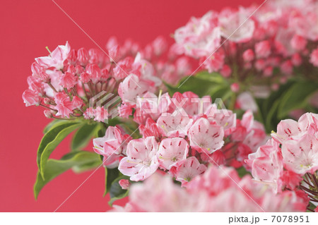 花カルミア 7078951