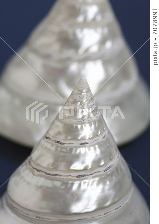 巻貝置物 7078991