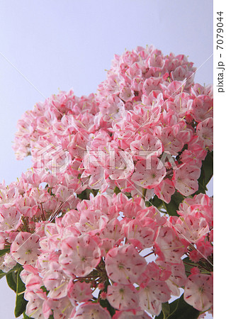 花カルミア 7079044