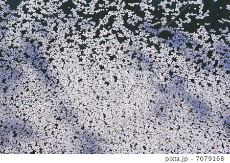 水面の桜の花びら 水面の桜の花びら 7079168