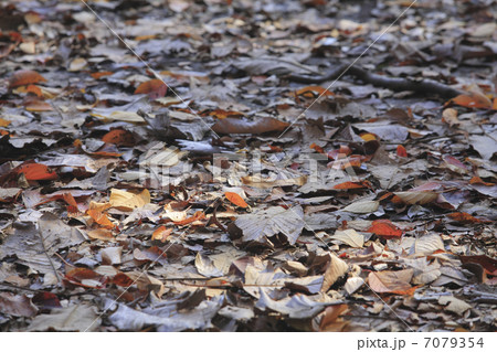 紅葉の落ち葉 7079354
