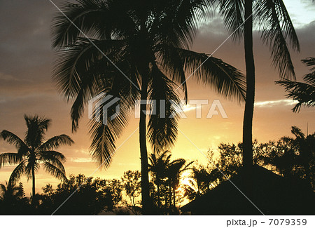 ヤシの木と夕焼け 7079359