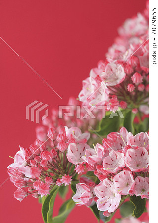 花カルミア 7079655