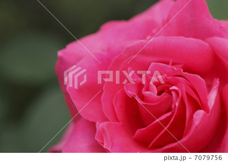 バラ 7079756