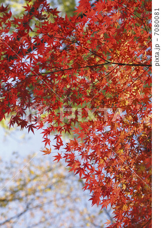 紅葉のモミジ 7080081