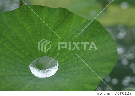 蓮の葉の上の水滴 7080125