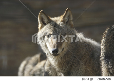 ヨーロッパオオカミ ヨーロッパオオカミ 7080280