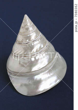 巻貝置物 7080362