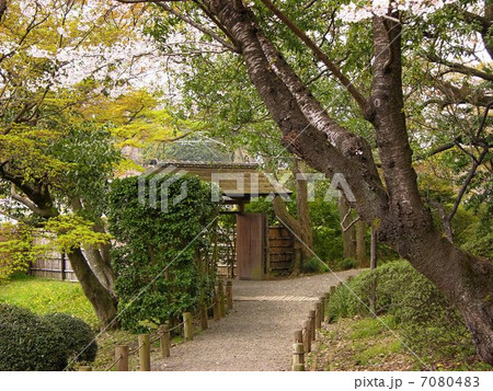 水戸偕楽園桜咲く頃の写真素材