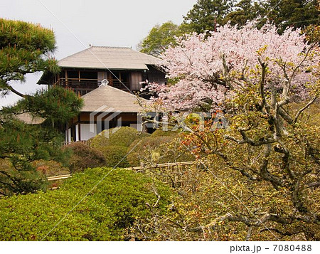 水戸偕楽園桜咲く頃の写真素材