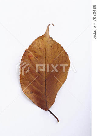 落ち葉 7080489