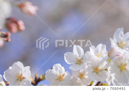 桜 桜 7080491