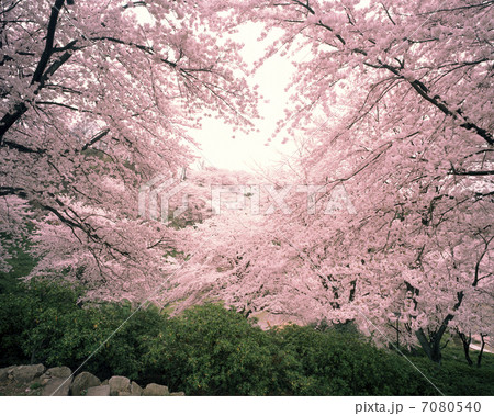 桜 桜 7080540