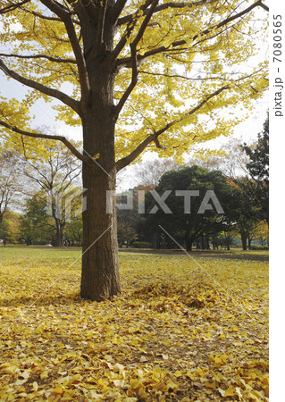 イチョウの落ち葉 イチョウの落ち葉 7080565