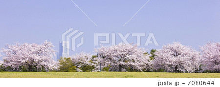 桜とランドマークタワー遠望 7080644