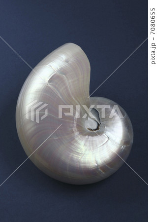 オウムガイ置物 7080655