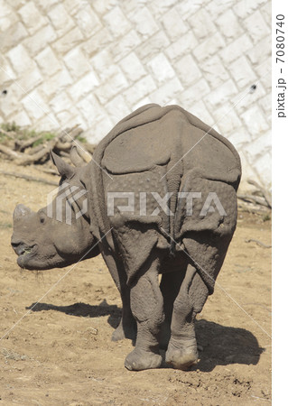 インドサイ インドサイ 7080740