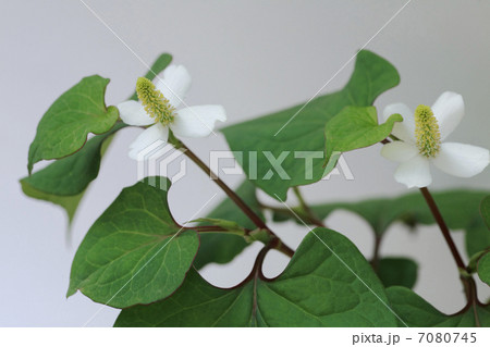 ドクダミの花 7080745