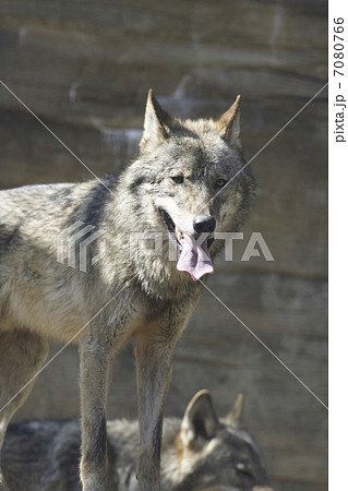 ヨーロッパオオカミ ヨーロッパオオカミ 7080766