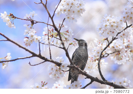 桜と鳥 桜と鳥 7080772