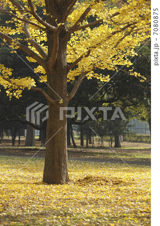 イチョウの落ち葉 7080875