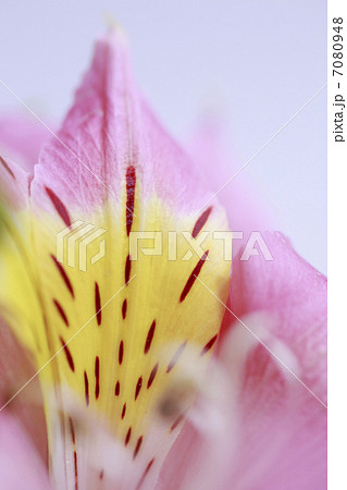 花ユリズイセン 7080948