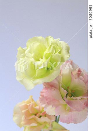 トルコギキョウ 7080995