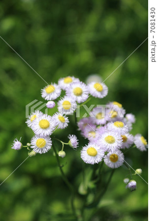 ピンクの花 ピンクの花 7081430