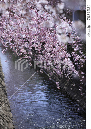 しだれ桜 7081584