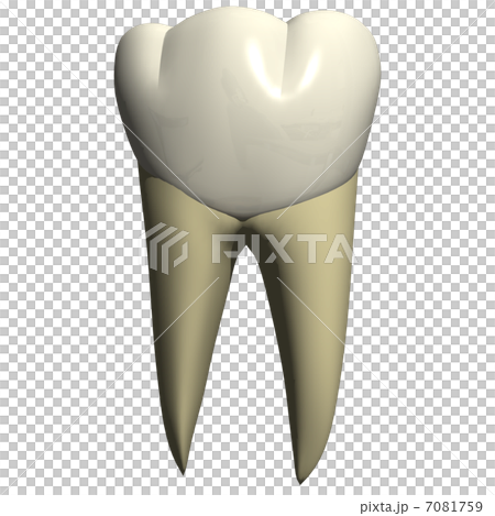 Tooth cheek side view 7081759