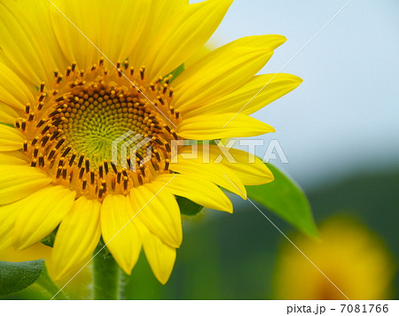 大写しのひまわり 7081766