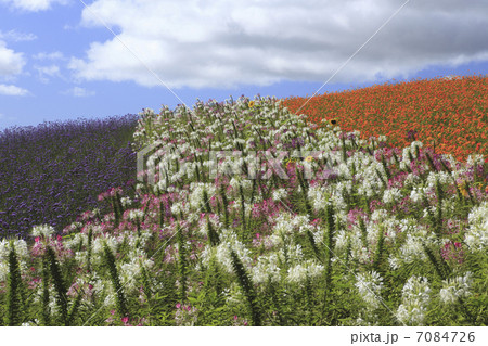 花畑 7084726